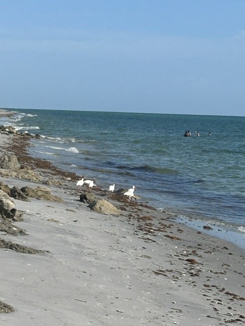 Shorebirds along the Gulf shoreline near Gecko House in Englewood, Florida