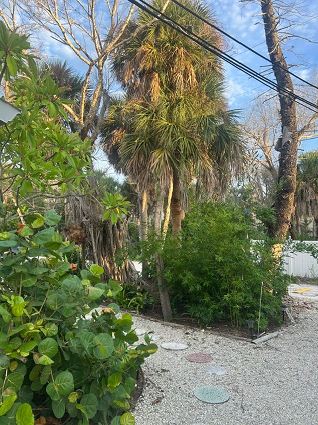 Palms and sea grape shading the garden grounds at Gecko House