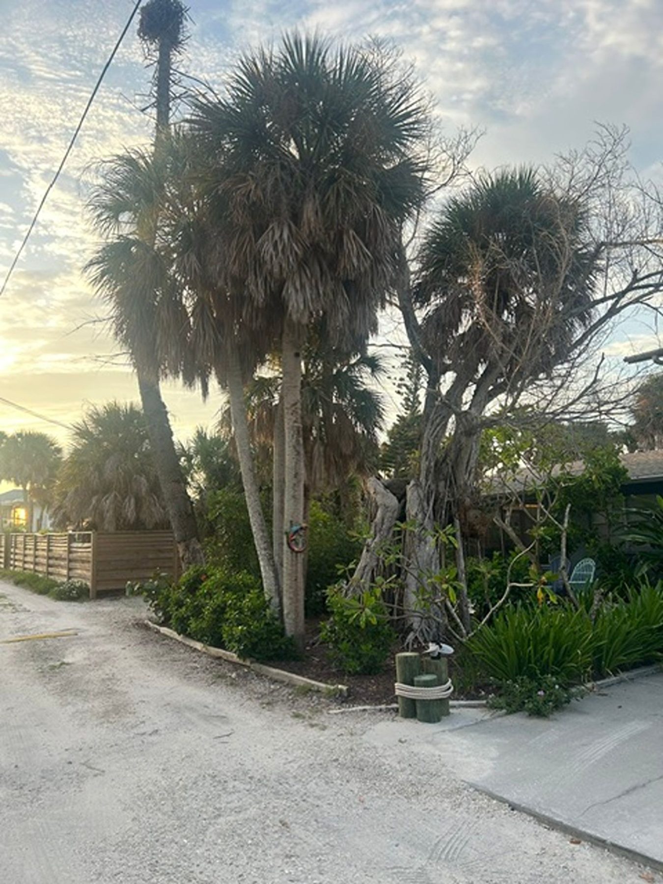 Tall palms along the walkway at Gecko House on Manasota Key