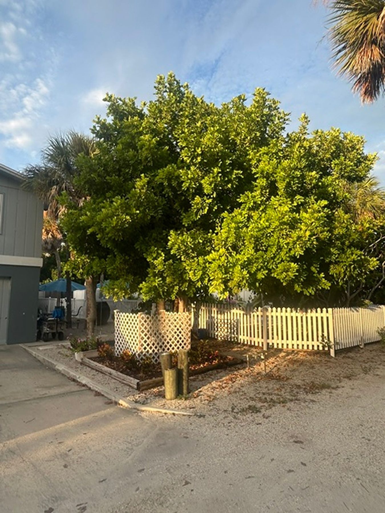 Fruit tree and white picket fence in the garden beside the pool at Gecko House